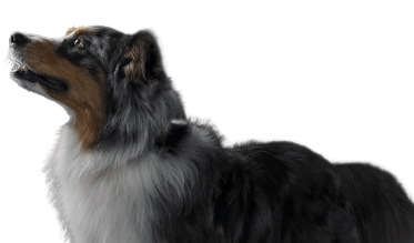 Dog image