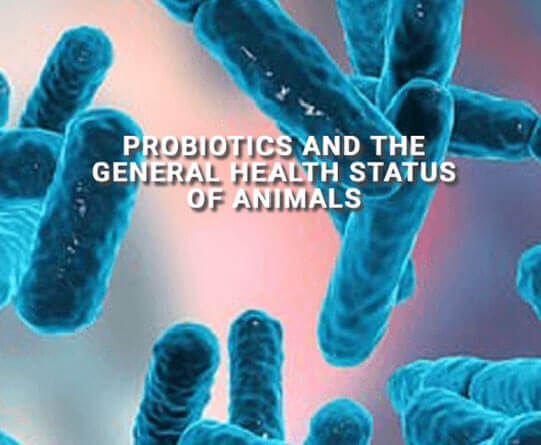 Vista microscopica dei batteri, in relazione ai probiotici e alla salute degli animali.