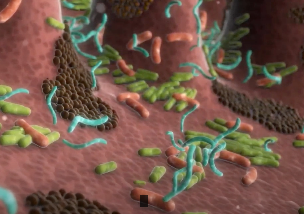 Video promozionale per PPVD FortFlora che illustra la modalità d'azione nella flora intestinale